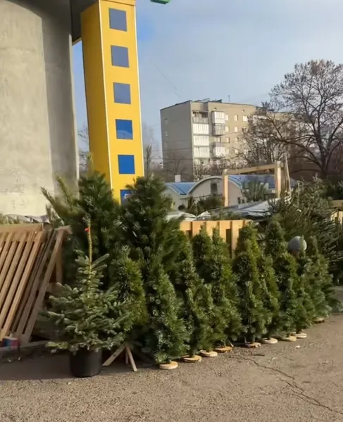 У Луцьку вже продають живі ялинки і сосни (ціни)