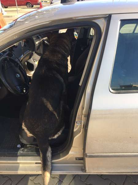 В «Устилузі» службовий пес знайшов марихуану в авто поляка (відео)