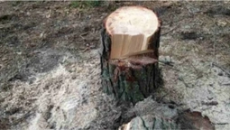 Поруч альтанок для відпочинку на Волині порубали дерева: лісівники викликали поліцію