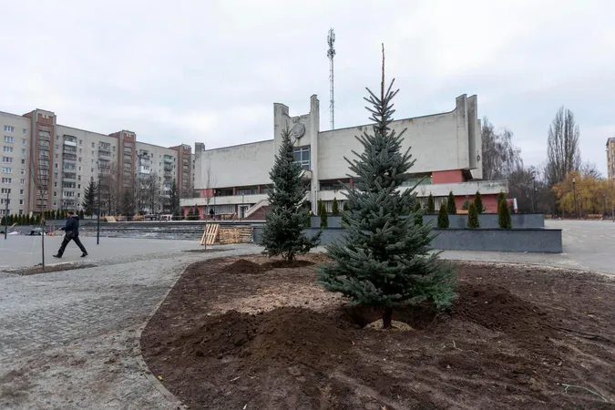 Перед Луцьким РАЦСом висадили п'ятиметрові ялинки (фото)