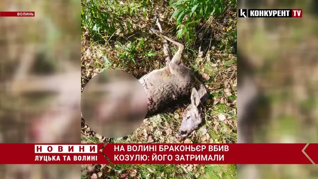 У Шацьку браконьєр вбив косулю (фото 18+)
