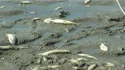 У ставку на Волині загинула риба (відео)