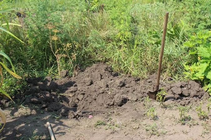 Сестер, підозрюваних у вбивстві немовляти в Устилузі, відпустили під домашній арешт