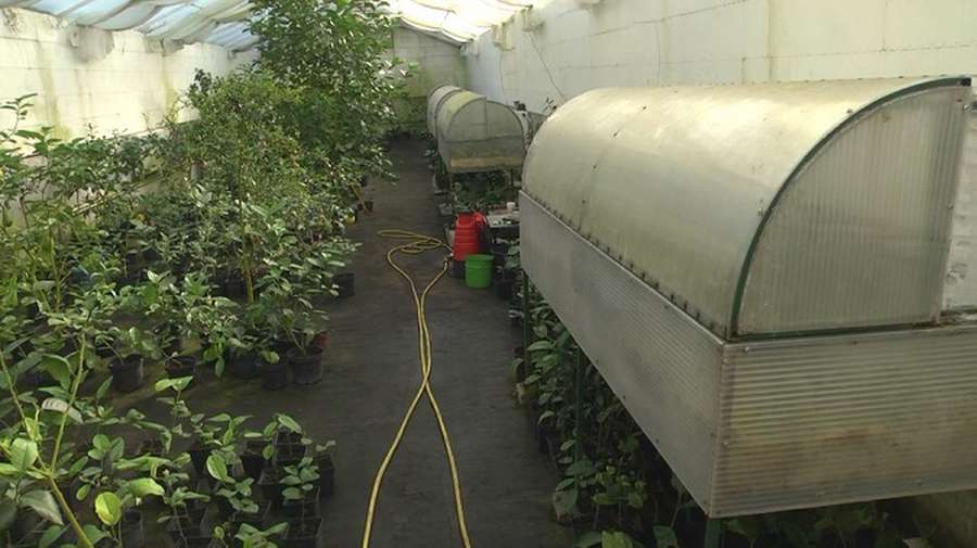 Волинянин вирощує цитрусові у власній теплиці під землею (фото)