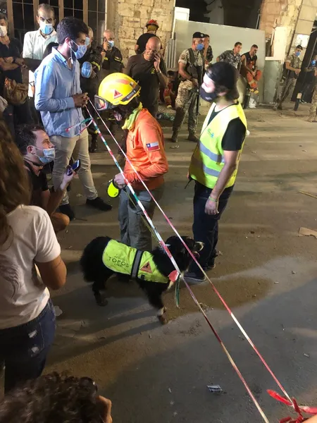 Через місяць після вибуху у Бейруті пес відчув ознаки життя під завалами