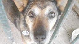 Працівники "Ласки" врятували собаку з двометрового рову: шукають власника (фото)