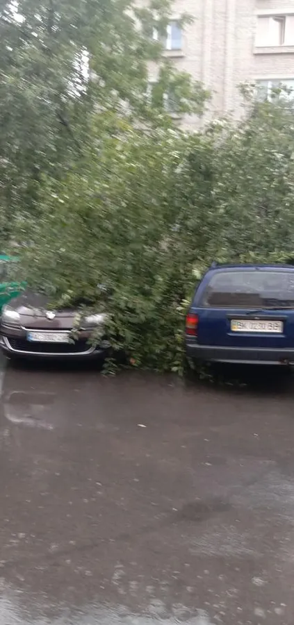 У Луцьку під час негоди дерево впало на автомобіль (фото)