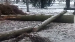 У Центральному парку Луцька позрізали багаторічні ялинки: для чого (відео)