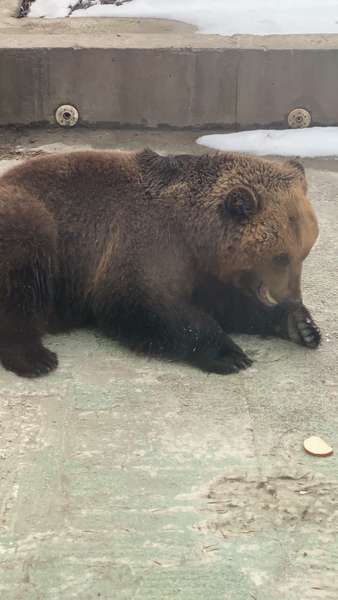 У Луцькому зоопарку прокинувся перший ведмідь (фото)
