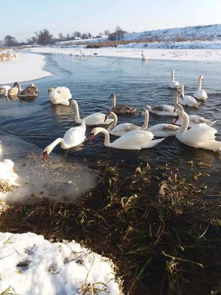 У волинському місті на «білих берегах» оселилась зграя лебедів (фото)