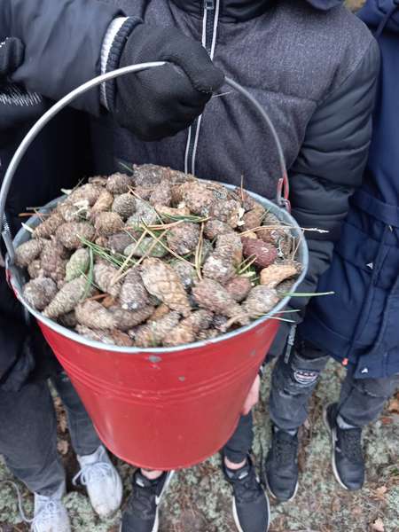 В лісництві на Волині зібрали понад 3 тонни соснових шишок (фото)