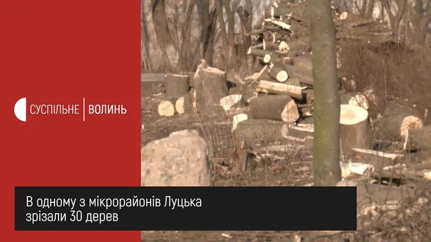 У Луцьку біля храму зрізали 30 дерев: чи законно (відео)
