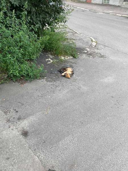 У Луцьку мертвого кота викинули просто посеред дороги (фото)