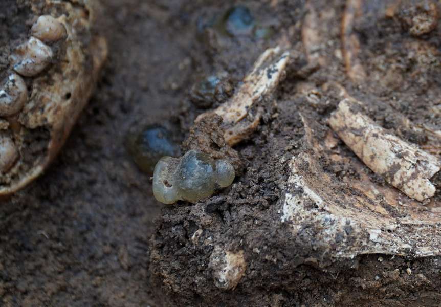На Полтавщині розкопали дитяче поховання ІV століття до н. е. (фото)