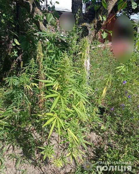 Мак і коноплі: волинянин вирощував на городі наркотичні рослини (фото)