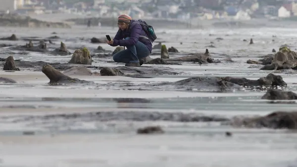 В Уельсі ураган підняв з моря доісторичний ліс (фото)