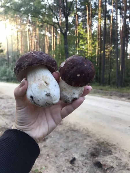 У лісі біля Маневичів збирають повні кошики білих грибів (фото)