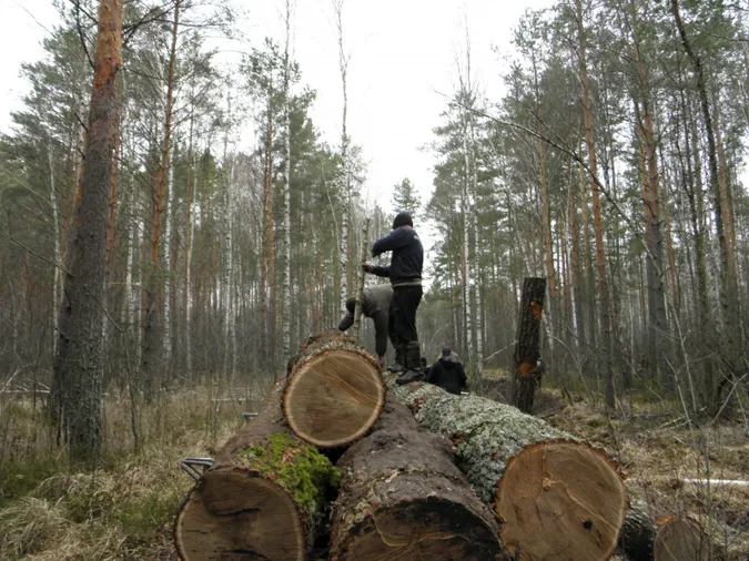 Два роки обмеження волі: волиняни поплатилися за крадіжку лісу