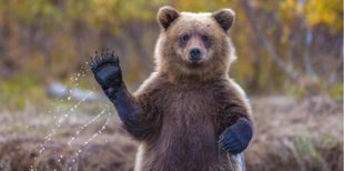 За скільки у Луцьку можна орендувати ведмедя на свято