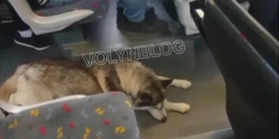 У Луцьку собака «катається» автобусом (відео)