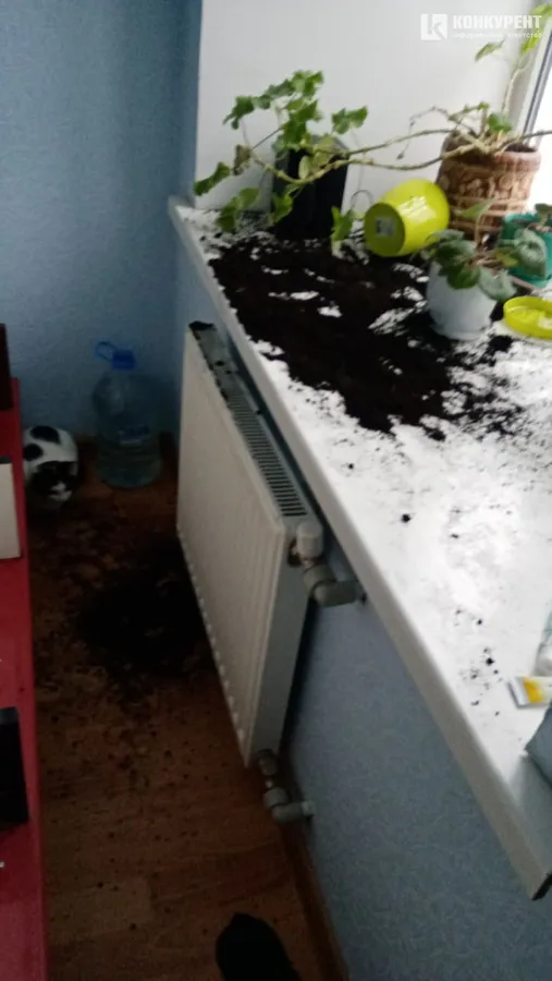 Затишок у домі чи коти