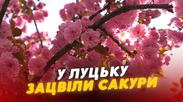 «О боже, сакура»: у Луцьку зацвіла інстаграмна локація (відео)