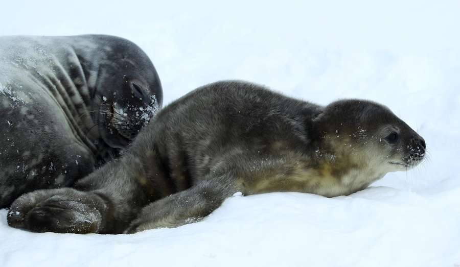 Біля української антарктичної станції «Академік Вернадський» народилося перше цього року тюленятко Ведделла