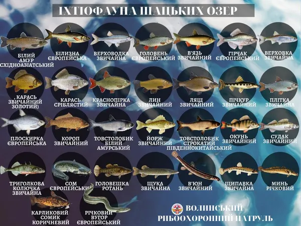 Яка риба водиться в Шацьких озерах