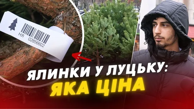 У Луцьку – ажіотаж на ялинки: які ціни (відео)