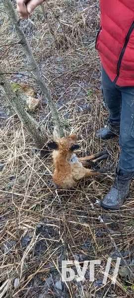 У волинському лісі невідомі встановили смертельні пастки для тварин (фото 18+)