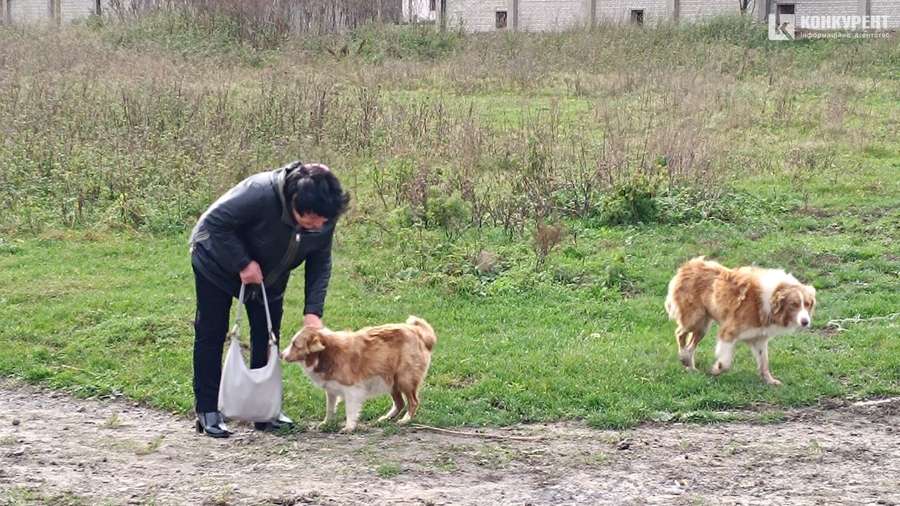 Людмила зустріла й своїх Люсю і Рошена. Ці двоє псів вівчарської породи бордер-колі, яких вівчар теж перевіз із Донеччини.