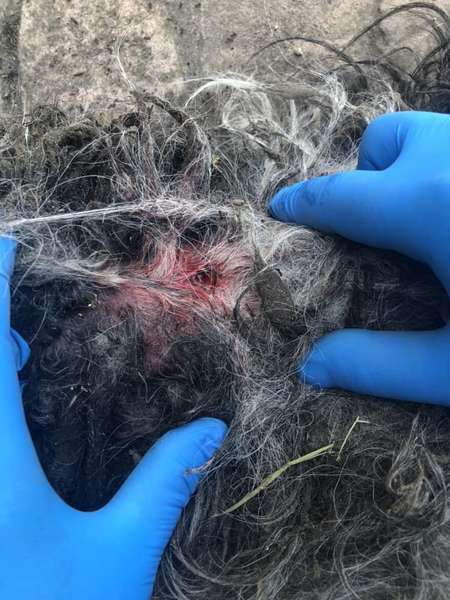 У відомого волинського лікаря вночі жорстоко вбили собаку (фото 18+)