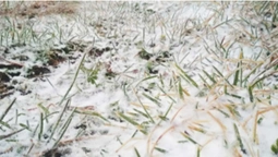 Україну накрила буря: у Карпатах випав сніг, сотню населених пунктів знеструмлено (фото)
