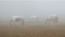 Містично-туманна Волинь: показали таємничі закутки регіону (фото)