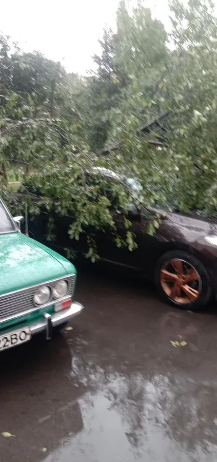 У Луцьку під час негоди дерево впало на автомобіль (фото)
