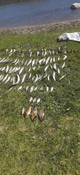 На Волині браконьєри наловили риби на майже 300 тисяч гривень (фото)