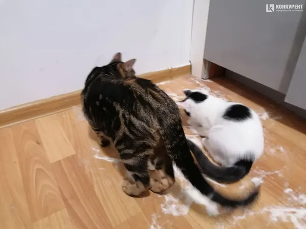 Затишок у домі чи коти