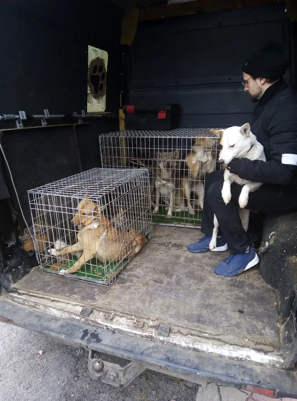У Старій Вижівці відловили безпритульних собак (фото, відео)