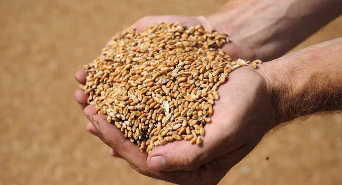 В Україні вже намолотили 40 мільйонів тонн зернових культур