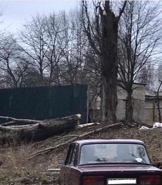 Карма: у Нововолинську суха тополя впала на авто, припарковане у «зеленій» зоні (фото, відео)
