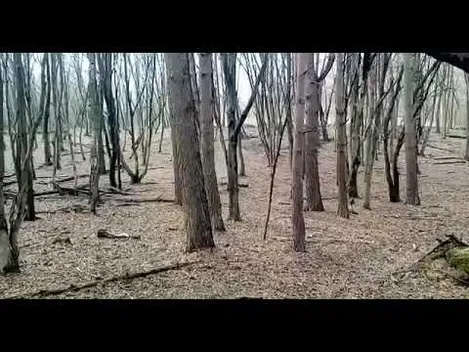 На Волині на волю випустили 9 оленів (відео)