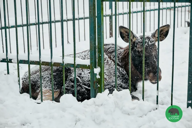 У Луцькому зоопарку «впіймали» тварин, які гуляли засніженими місцинами (фото)