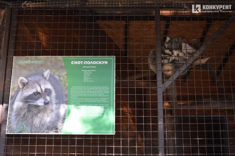 Сонні єноти та сумні віслюки: осінь у Луцькому зоопарку (фото)