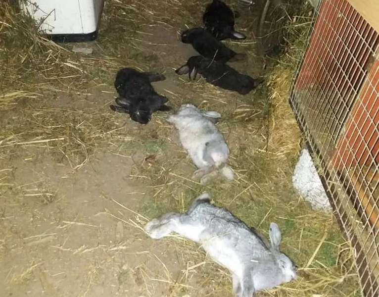 У Володимир-Волинському районі невідома тварина понищила кролів