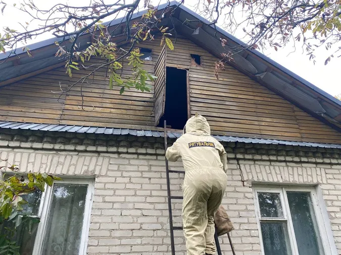 Горище волинянки захопили небезпечні комахи (фото)