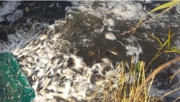 У водосховище в Ковельському районі запустили дві тонни риби (фото)