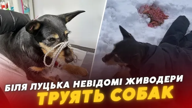 У Рованцях невідомі отруюють собак (відео)