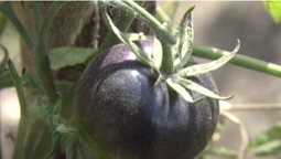 Білі, чорні, волохаті і зимові: волинянка вирощує чотириста сортів помідорів (відео)