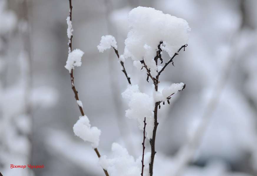 З першим снігом: лучани тішаться зимовому ранку (фото)