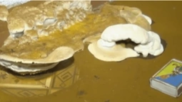 На Волині грибок руйнує амбулаторію (відео)